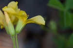 Tufted yellow woodsorrel